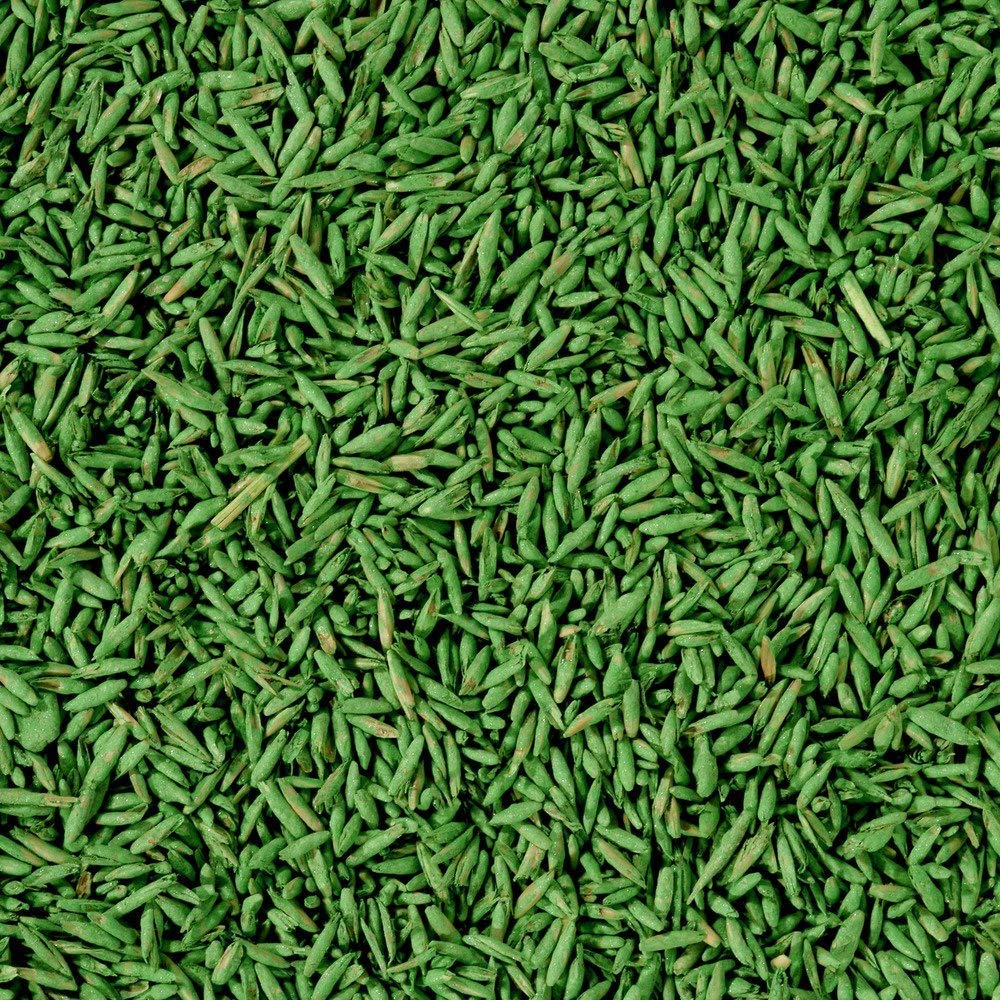 COMPO SEMI per Prato al Sole, Miscela Speciale, Seme Ricoperto, Germinazione Rapida, Per Prati Soleggiati, 1 kg