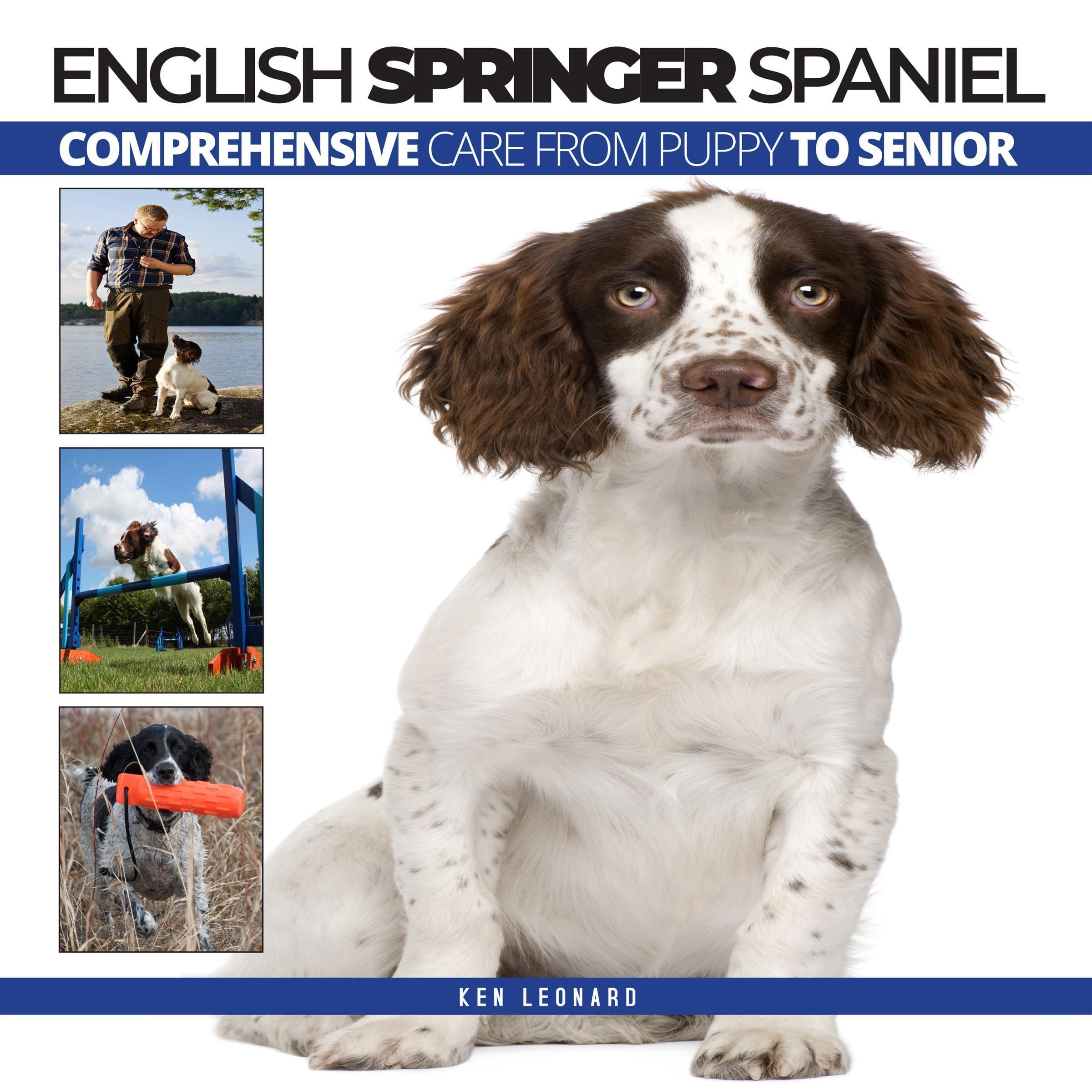English Springer Spaniel