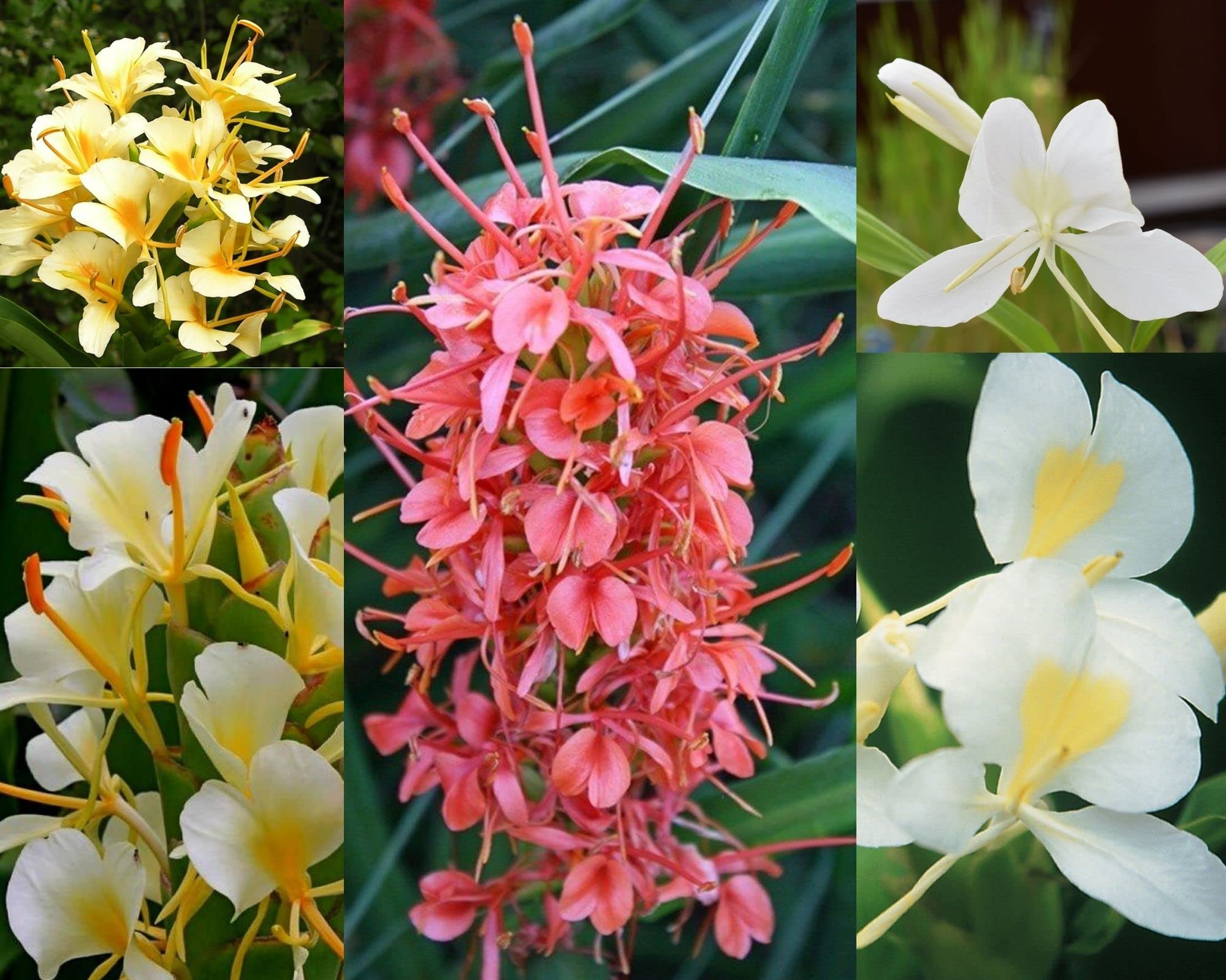 Hedychium / Ginger Lily Multicolor Flower Bulbs For Summer Season Pack of 2 Bulbs (B0B6F766H4) Amazon Price History, Amazon Price Tracker