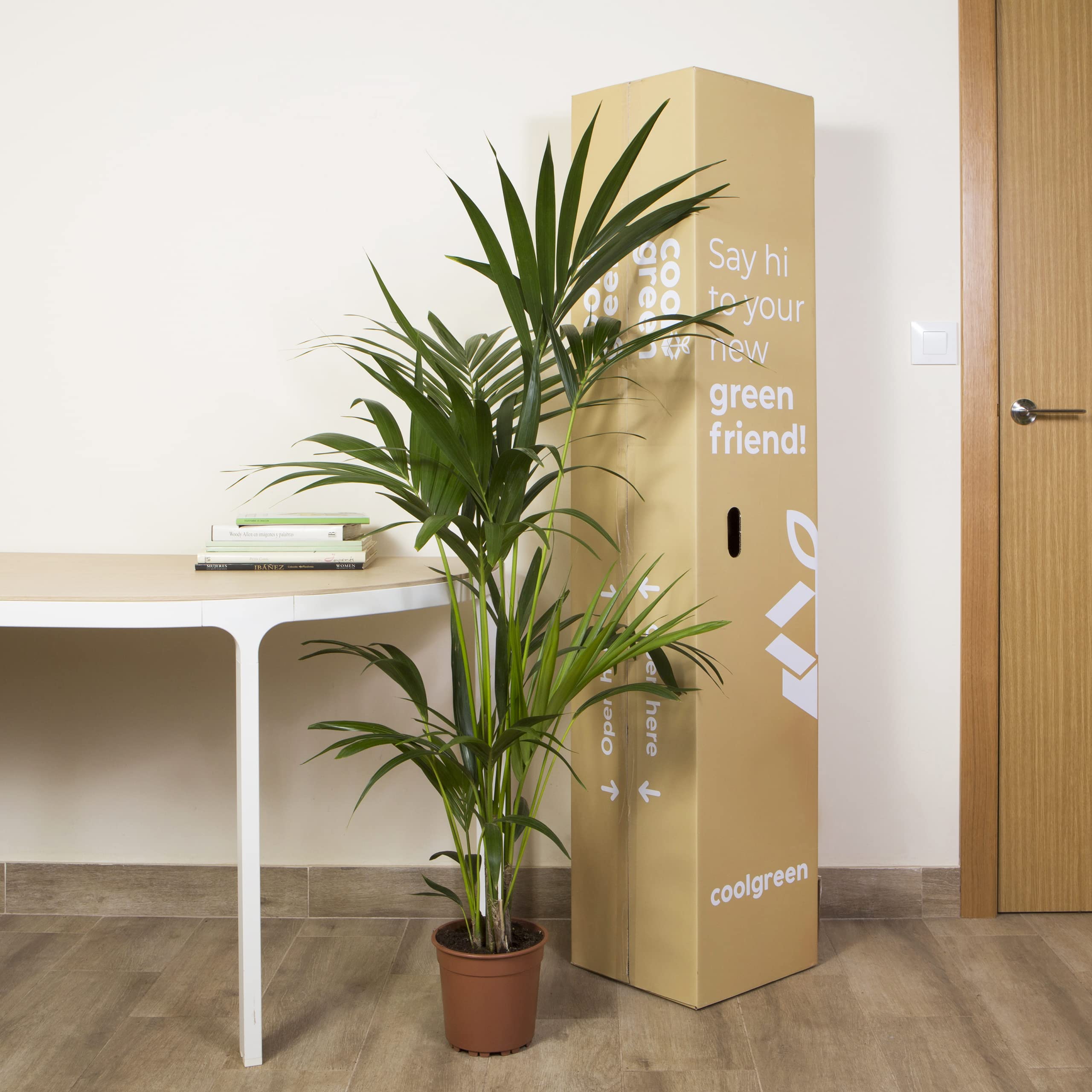 Cool Green - Plantas naturales interior - Kentia Grande | Decoracion