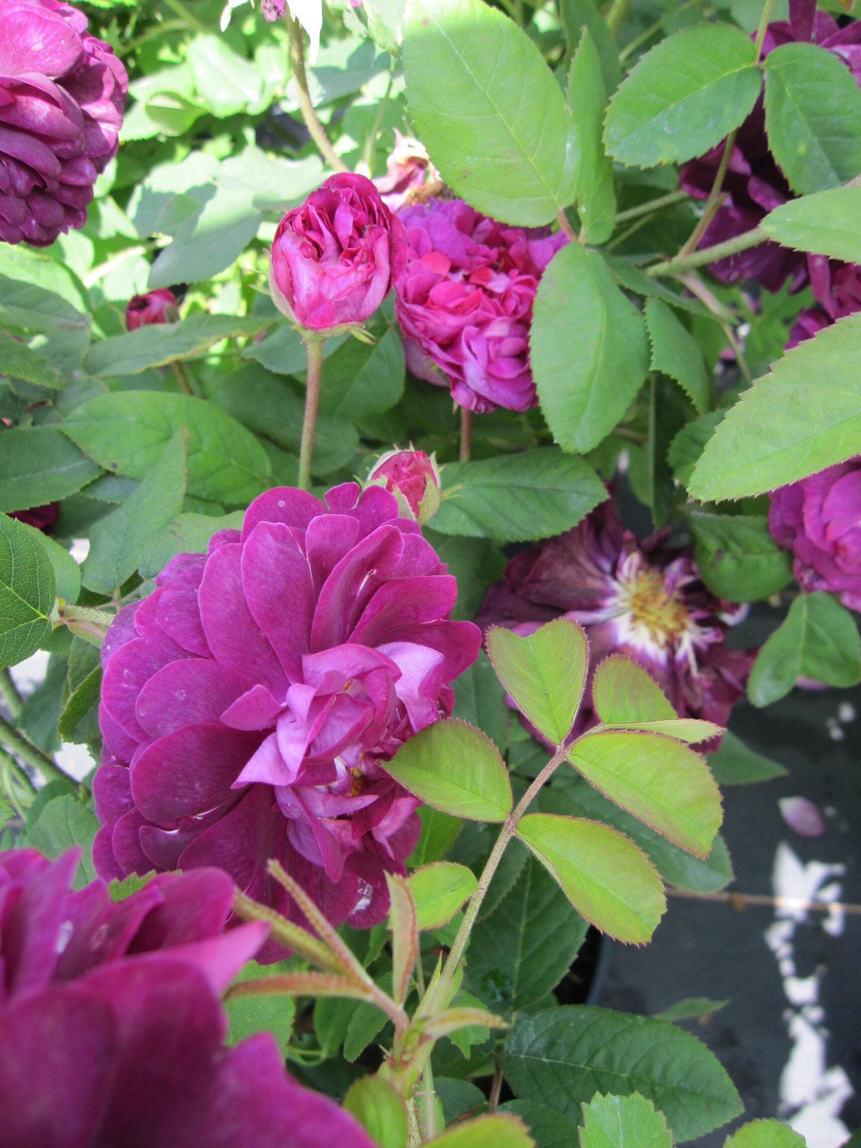 Rosa Tuscany Superb - Strauchrose Tuscany Superb - Historische Rose