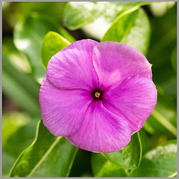Vinca Rosea Pink (periwinkle) Flower Seeds (Pack of 50 Seeds) - GardenHunt