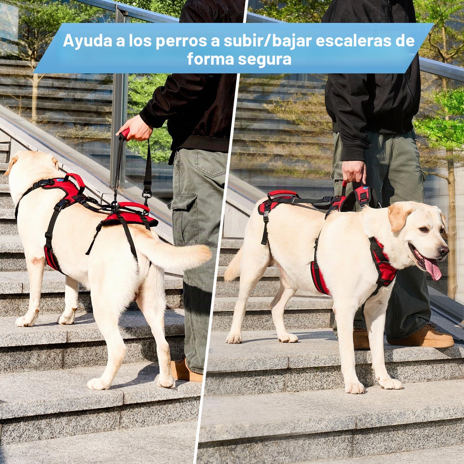 Arnés Elevador para Perros Medianos, Arnés de Soporte con Doble Asa para Asistencia Diaria al Caminar, Apto para Perros Macho, Transpirable y Fácil de Poner, Rojo, M