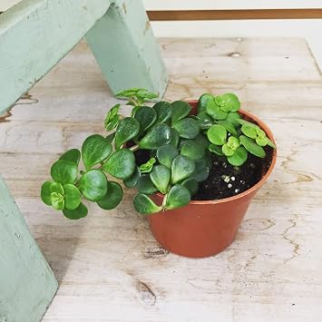 Sedum Coral Reef Succulent, 2" Plant