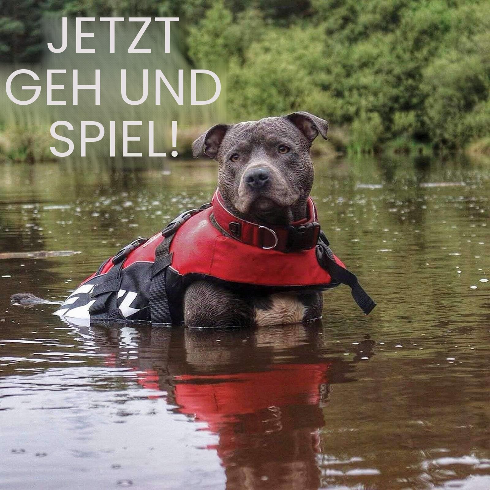 EzyDog Schwimmweste Hund - DFD Hundeschwimmweste - Schwimmwesten für für Kleine, Mittelgroße und Große Hunde - Rettungsweste mit Griff und Reflektoren, Größenverstellbar (M, Rot)