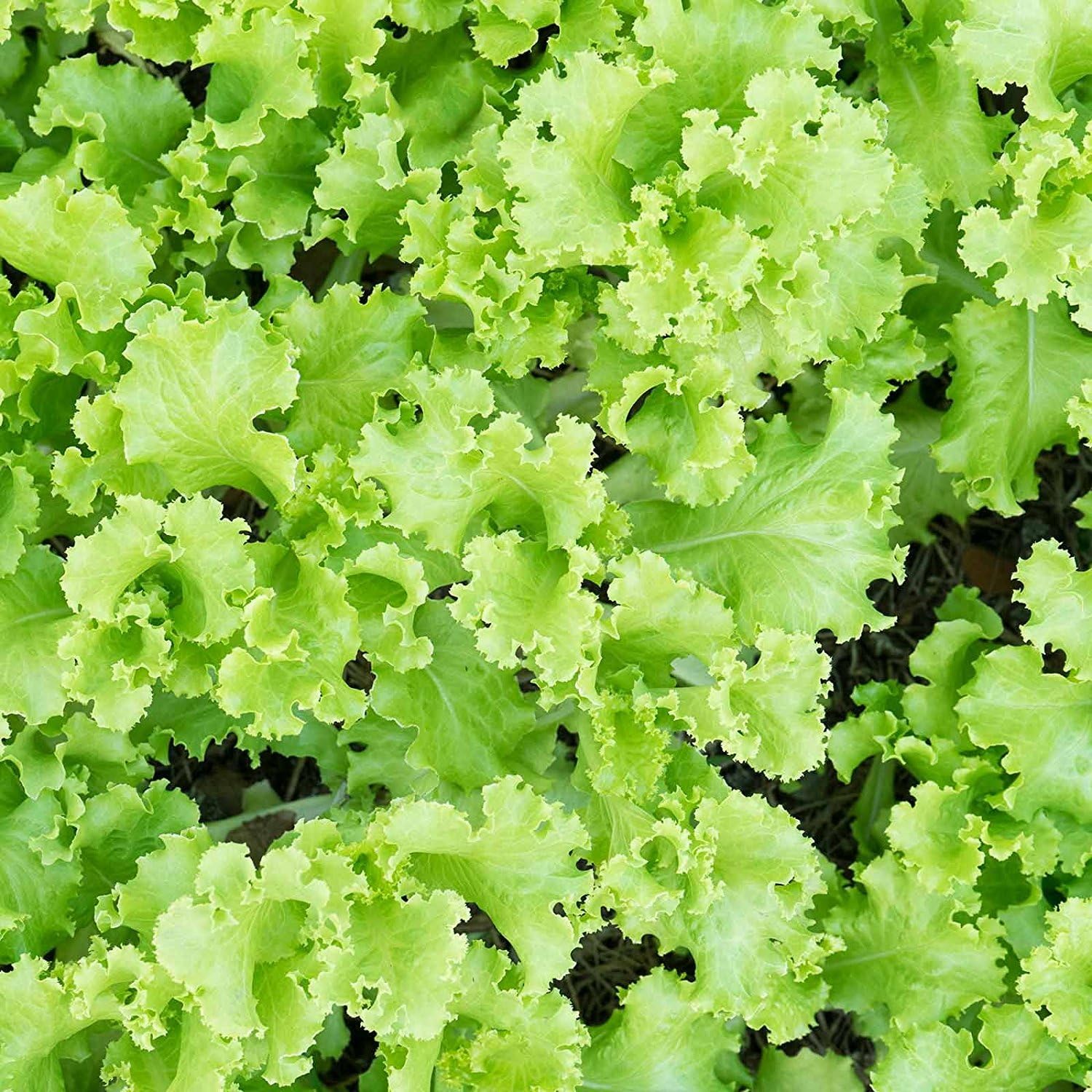 Lettuce Garden Seeds - Black Seeded Simpson - 5 Lb (~2,000,000 Seeds) - Non-GMO, Heirloom, Open Pollinated - Fast-Growing Loose Leaf Variety for Microgreens or Vegetable Gardens