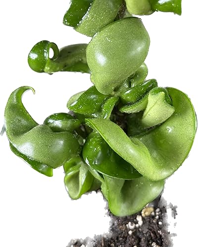 Vista 3 de Hoya Compacta también conocida como cuerda hindú Hoya Hoya disponible en maceta de 2 pulgadas Planta purificadora de aire