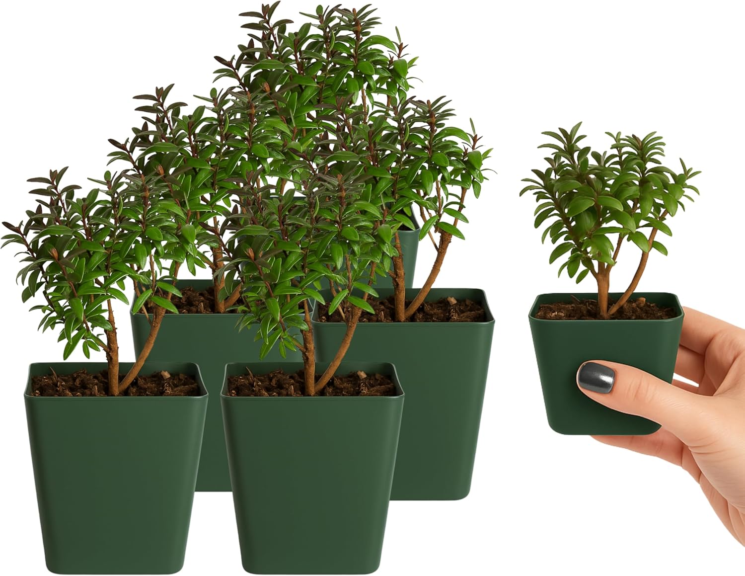 My Shelfie – Dwarf Myrtle Bonsai Starter Tree (Myrtus communis ‘Compacta’), 2-Inch Live Evergreen Plant, Mini Zen Garden Gift for Mom, Housewarming & Plant Lovers (5)