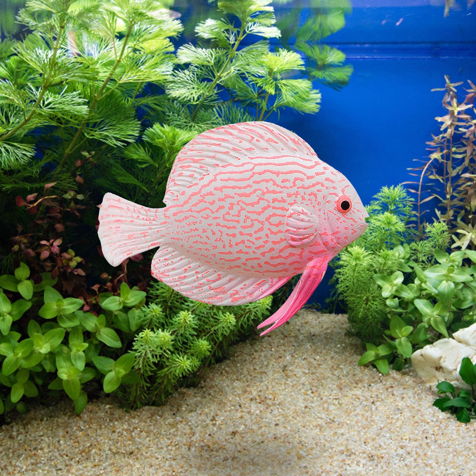 Peixe Rosa De Agua Doce 8 Espécies De Peixe Para Aquário Pequeno
