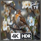 ソングバード・メドウ - 朝の静けさのための安らかな自然の音