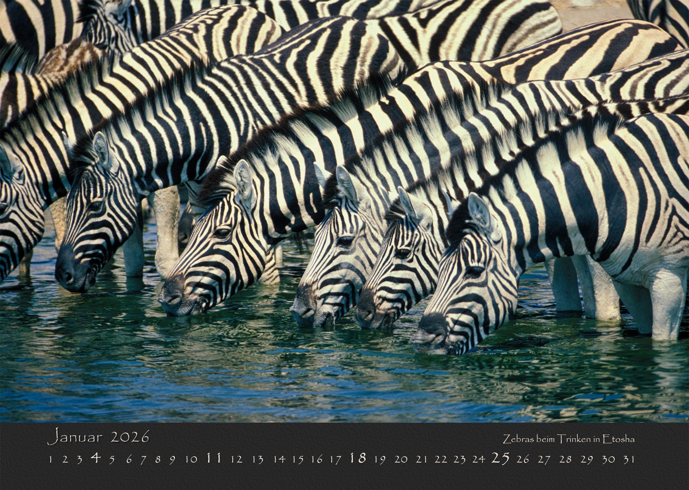 NAMIBIAS WILDNIS 2026: Atemberaubende Landschaften & Wildtiere | A2 Namibia Wandkalender mit traumhaften Naturfotografien | Die Magie Afrikas für Ihr Zuhause und als perfektes Geschenk