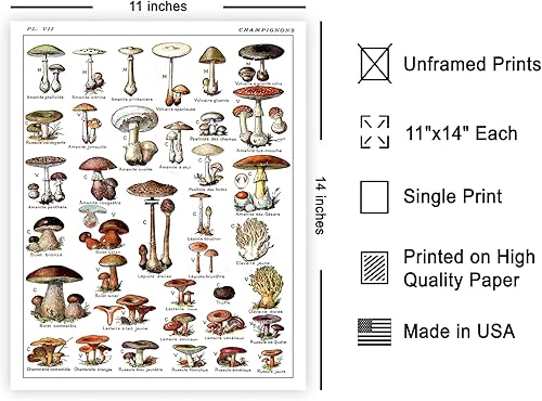 Miniatura 543 de Poster Master Póster vintage de orquídea, estampado de flores retro, arte de pared de plantas exóticas, arte botánico, regalo para hombres y
