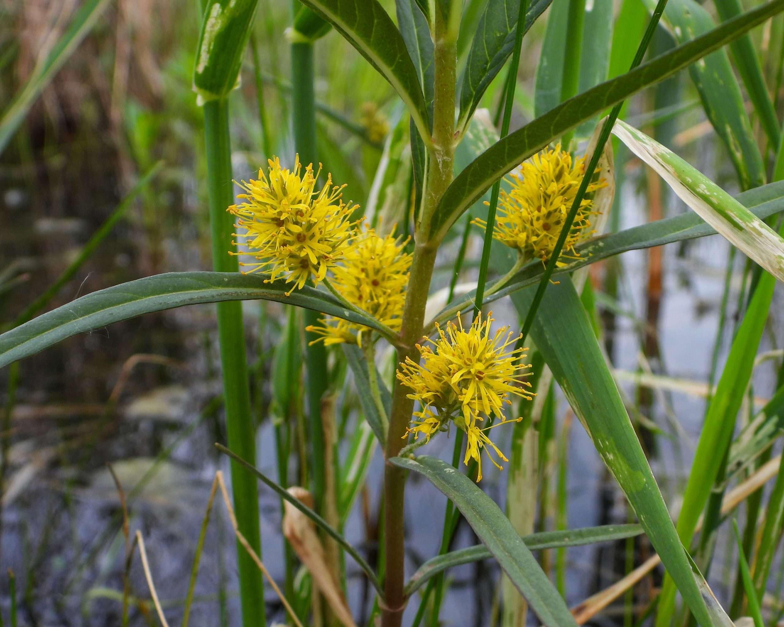 Lincolnshire Pond Plants Ltd - Lysimachia thyrsiflora (Tufted Loosestrife) - Marginal Pond Plants - MP075-1 / 9cm