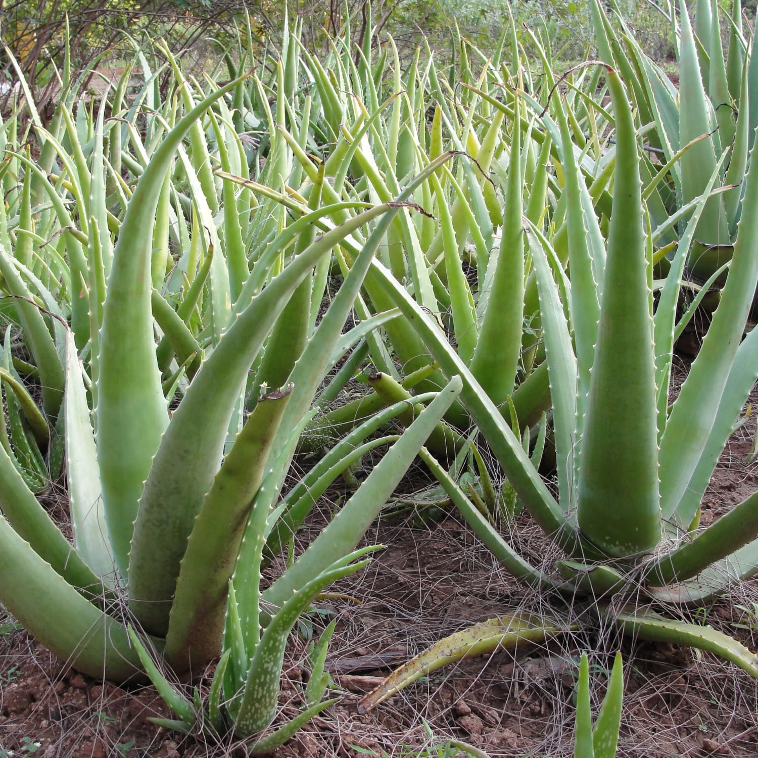 Vonderweid - Puro Succo di Aloe Vera Italiana Biologica | Integratore Alimentare Depurativo Digestivo Lenitivo e Nutriente con Aloe Vera da Bere | Non Filtrato | Made in Italy | 1000 mL