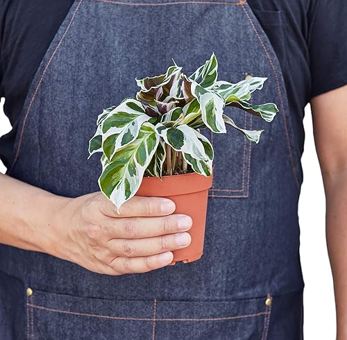 Miniatura 3 de House Plant Shop  Calathea 'White Fusion' - Maceta de 4 pulgadas  Planta de interior viva  Fácil de cuidar  Planta de decoración natural  Grandes