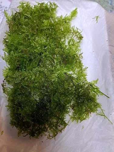 Amazon.co.jp: イイ水草市場 南米ウィローモス 無農薬 （ハガキサイズ
