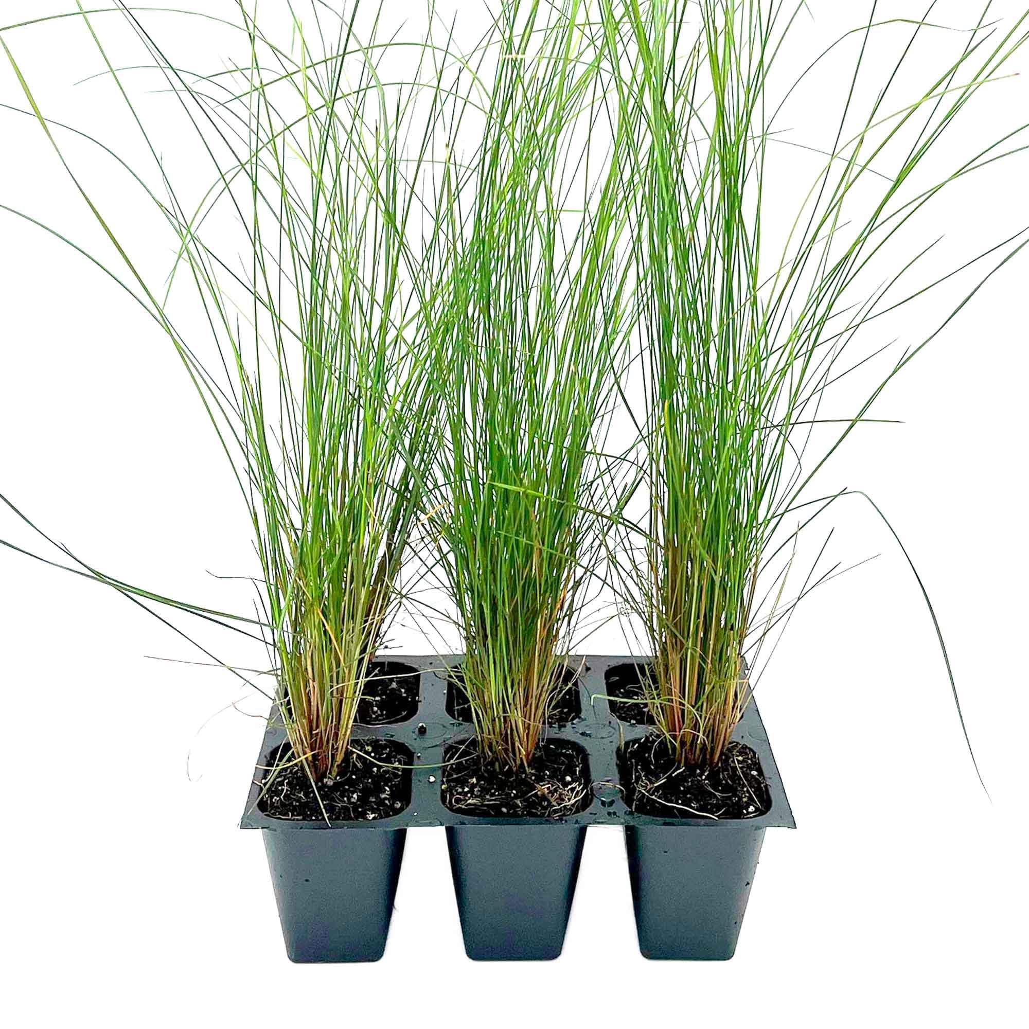 Pink Muhly Grass plants