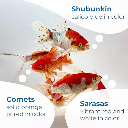 Miniatura 4 de Toledo Goldfish Shubunkin vivo, Sarasa y cometa Goldfish Combo, peces vivos con una variedad de colores y patrones, perfecto para estanques, tanques