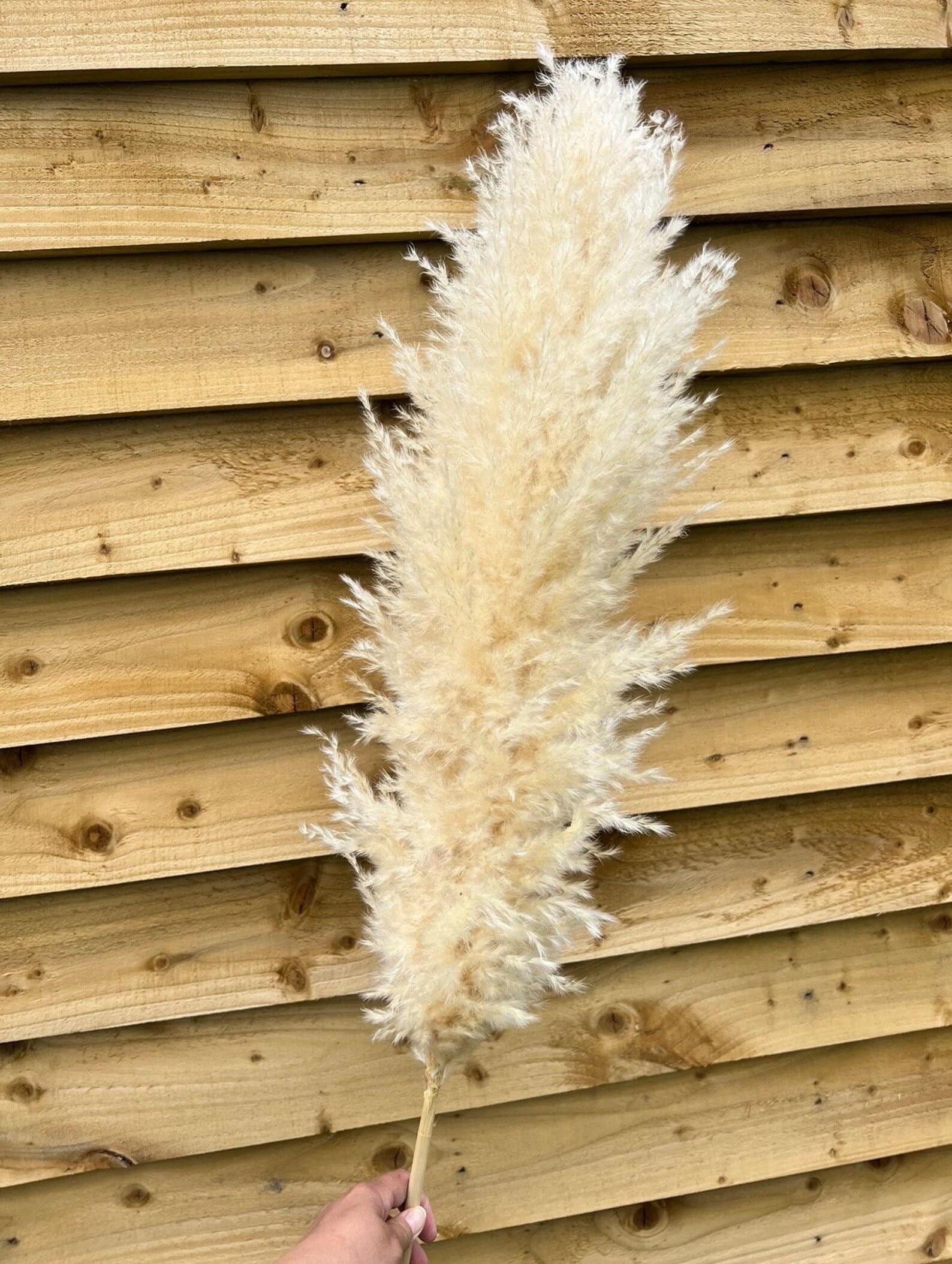 Natural Dried Off White Pampas Grass 42?/3.5 Feet Tall Dried Flowers Bunch Fluffy Grass, Vase Filler for Home Decor,Office,Table Corner Decoration- White 1 stem-image-27