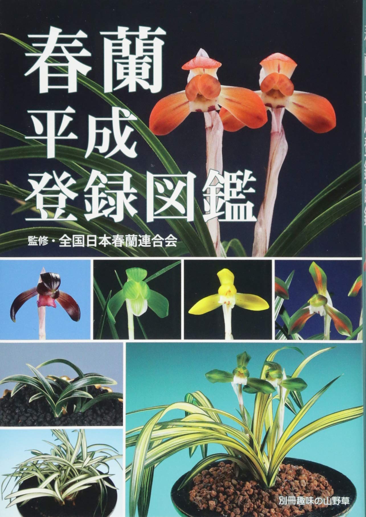 韓国春蘭］ 栄光 3本 №3-681 （日本春蘭・中国春蘭・山野草