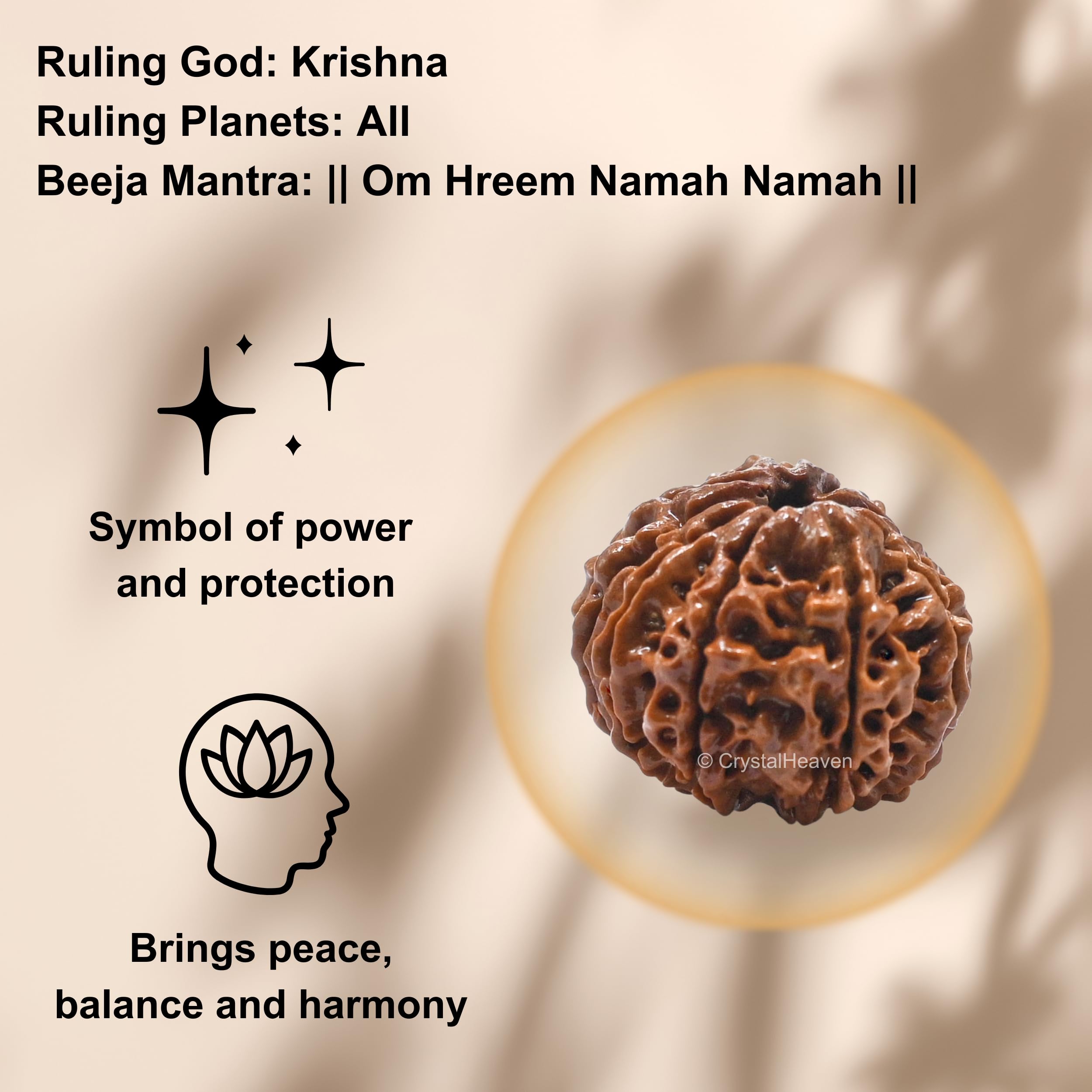 10 Mukhi Rudraksha Original Certified Bead - Natural Nepali 10 Mukhi Rudraks for Meditation and Prayer, Protection, Chakra Balancing, Spiritual Growth and DIY Pooja Supplies 2