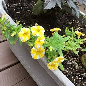 Amazon.com : CHUXAY GARDEN Calibrachoa 'Superbells Lemon