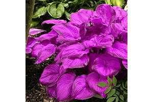 Purple Hosta Seeds: Enhance Your Garden with Vibrant, Shade-Loving Beauties