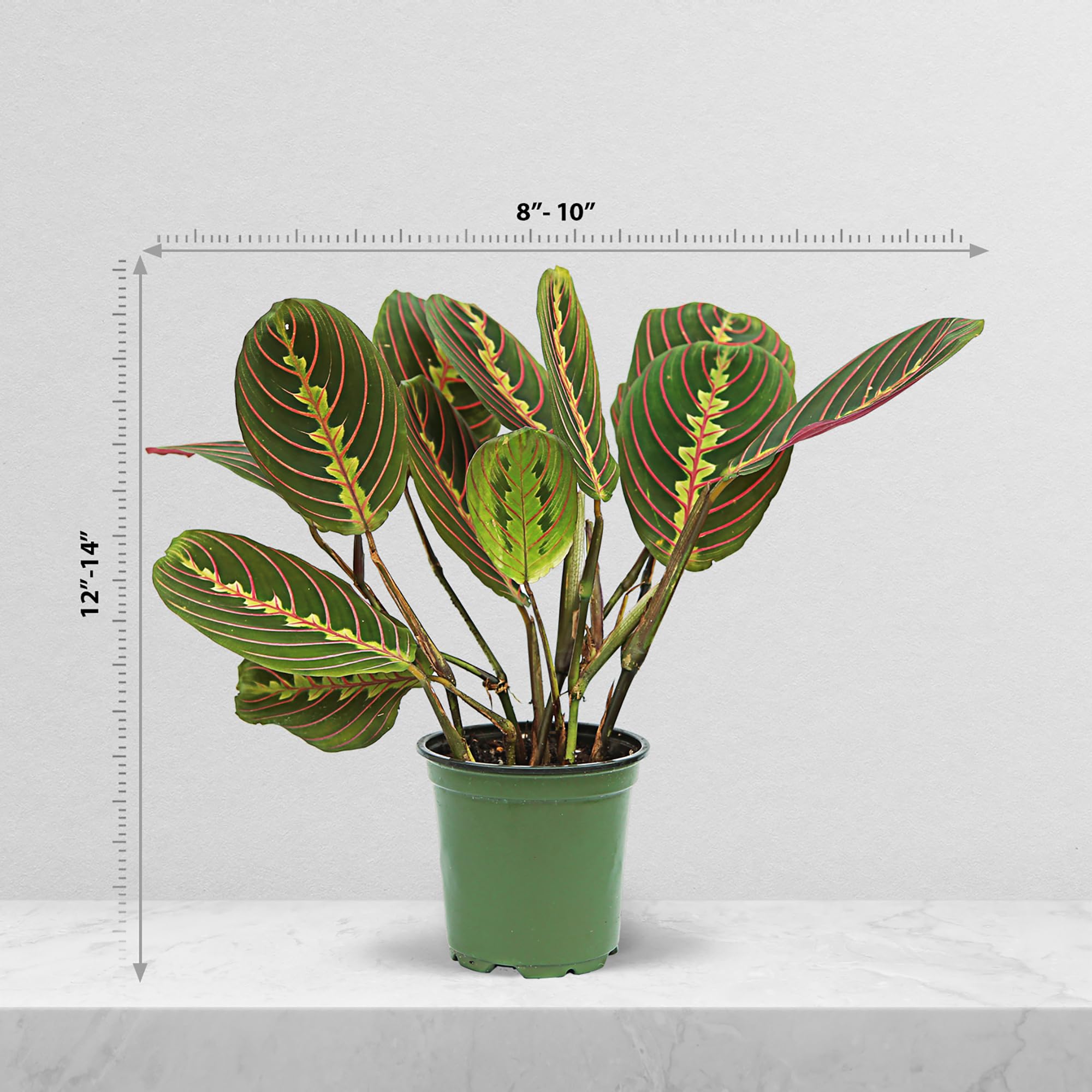 Amazon.com : 4 Pack Live Red Maranta, Red Prayer Plant, Potted Vine  Houseplant, Office Gift, Plant Lover Gift, Plant Mom Dad Gift, Grandparent  Gift, Christmas Gift in 4" Pot : Patio, Lawn