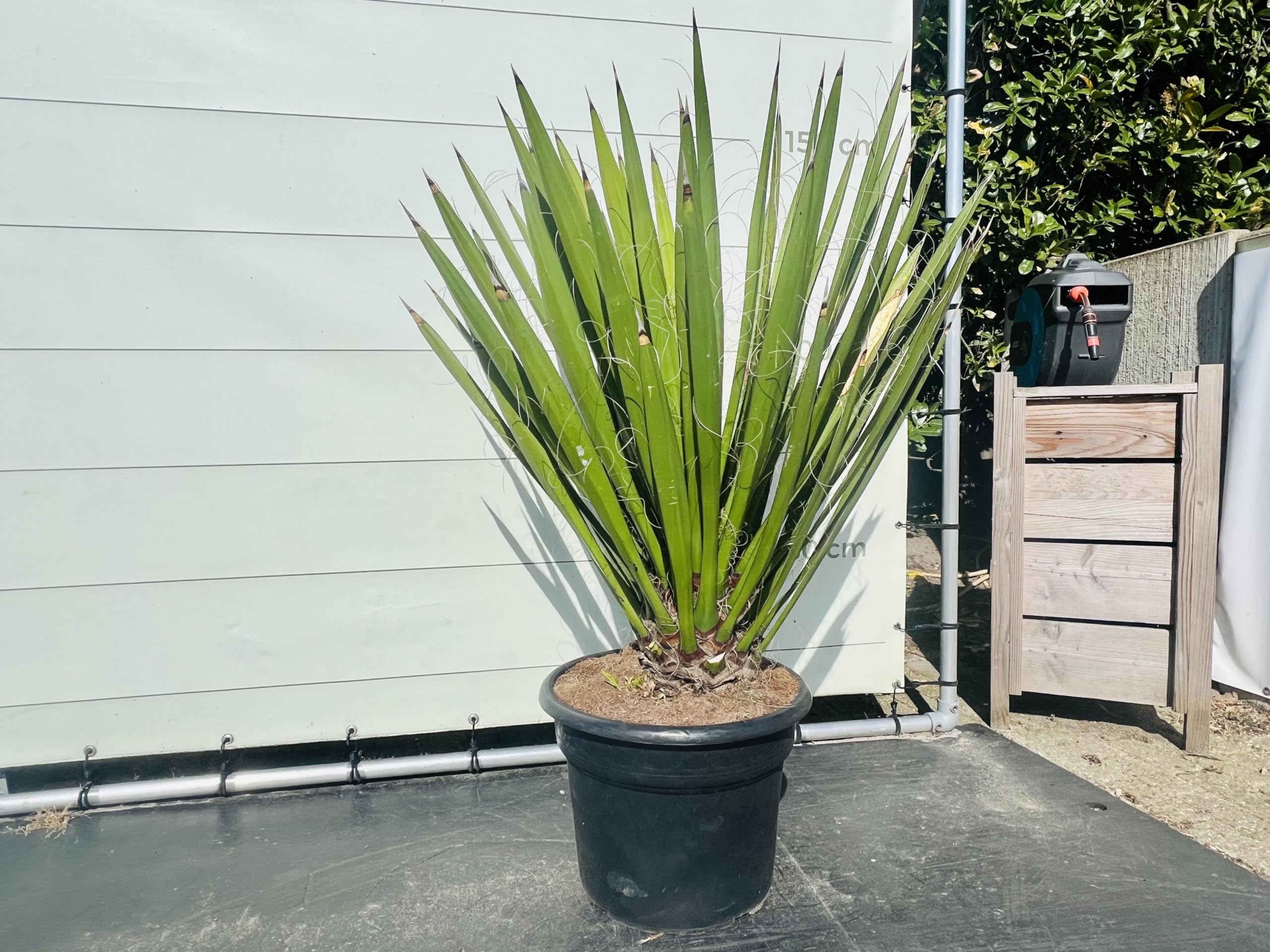 Tropictrees, Yucca Faxoniana Plante exotique du désert pour jardin et terrasse, résistante à l'hiver, facile d'entretien et décorative, parfaite pour les endroits secs, faxon yucca, 140 cm