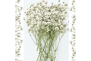 30PCS Mini Dried Baby's Breath Flowers Bulk