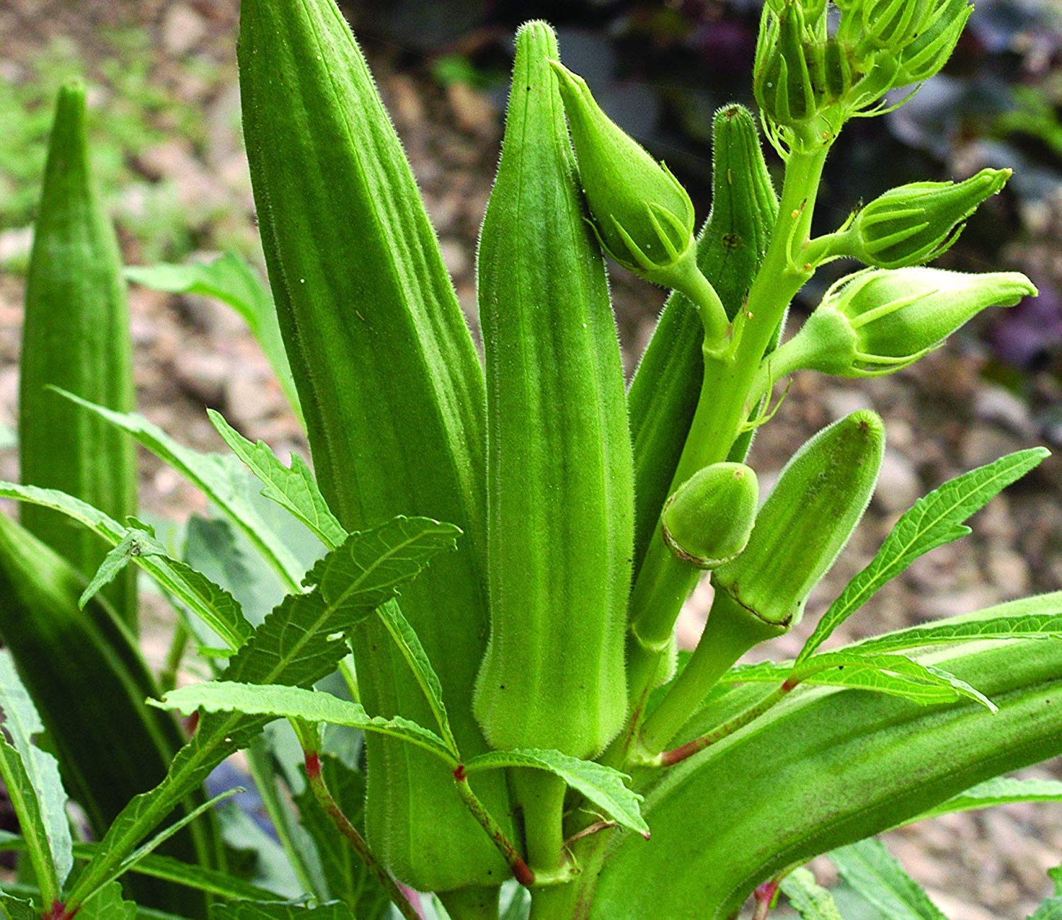 SRIDA Desi Super Anamika Bhindi Lady Finger Okra Seeds for Kitchen Terrace Poly House Gardening (50 Nos) (B08BC6Q39R) Amazon Price History, Amazon Price Tracker