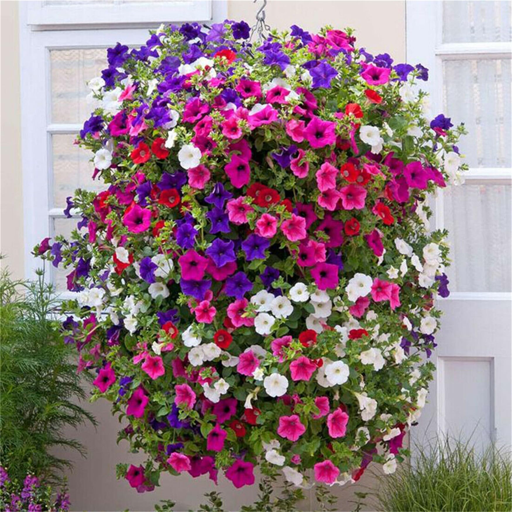 Amazon.com : Garden Plant Seed Petunia Seeds 2000+ Trailing Petunia ...