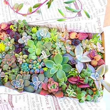 ②大箱多肉植物　カラフル多肉　カット苗詰め合わせ　七福神錦　シャビアナ　ミモザ ①大箱多肉植物詰め合わせ ミモザ多肉 カット苗セット 寄せ植え