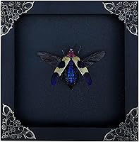 Vista 17 de Mantis Real Enmarcada Creobroter Insecto Muerto Escarabajo Verde Seco Caja de Sombra Flotante 3D Marco de Vidrio Espécimen de Taxidermia