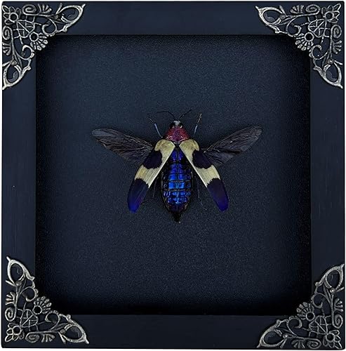 Miniatura 17 de Mantis Real Enmarcada Creobroter Insecto Muerto Escarabajo Verde Seco Caja de Sombra Flotante 3D Marco de Vidrio Espécimen de Taxidermia