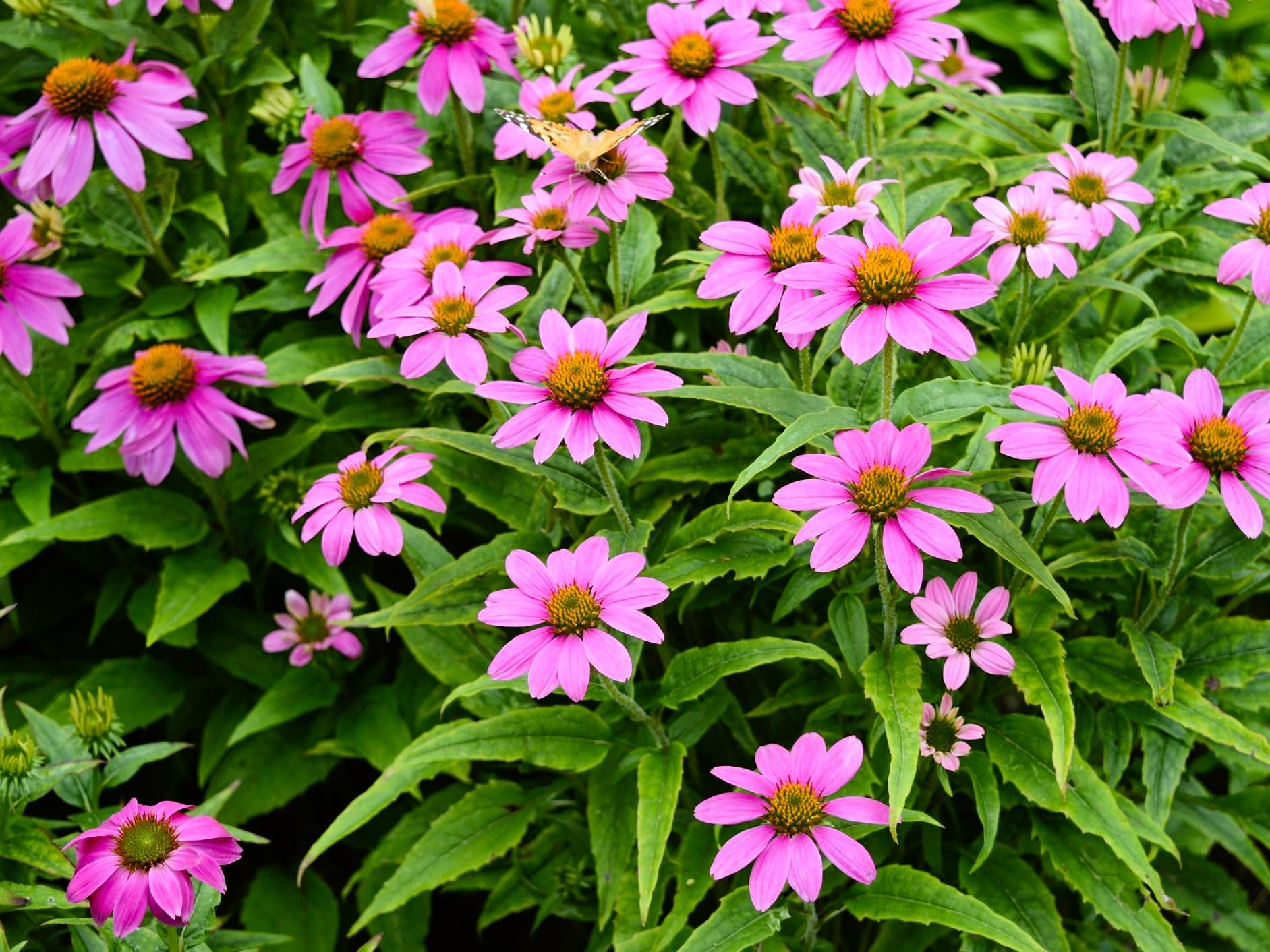 Greenwood Nursery Pow Wow Wild Berry Coneflower