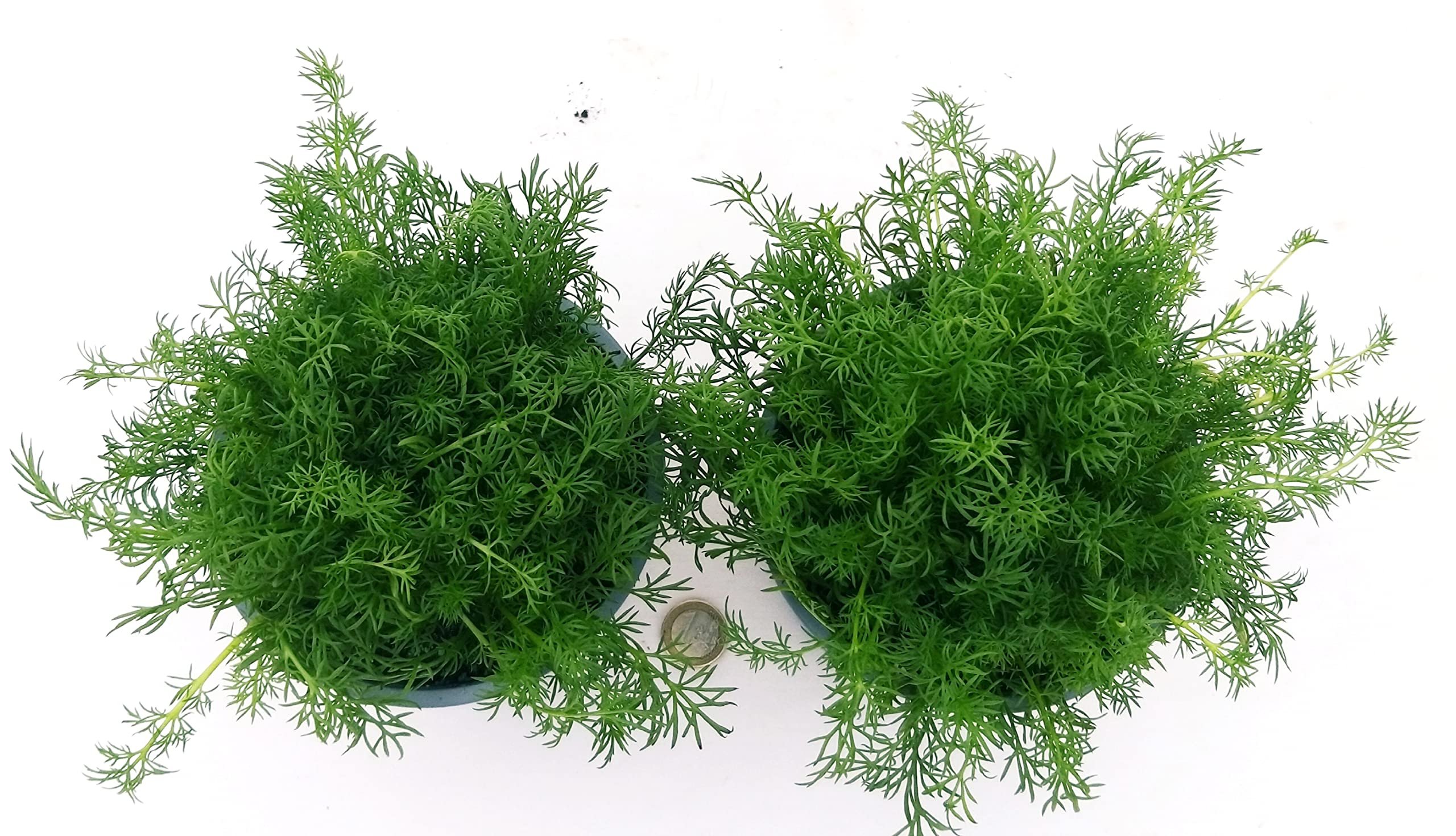 POWERS TO FLOWERS - CAMOMILLA BIO, ANTHEMIS NOBILIS, 2 PIANTE, piante vere