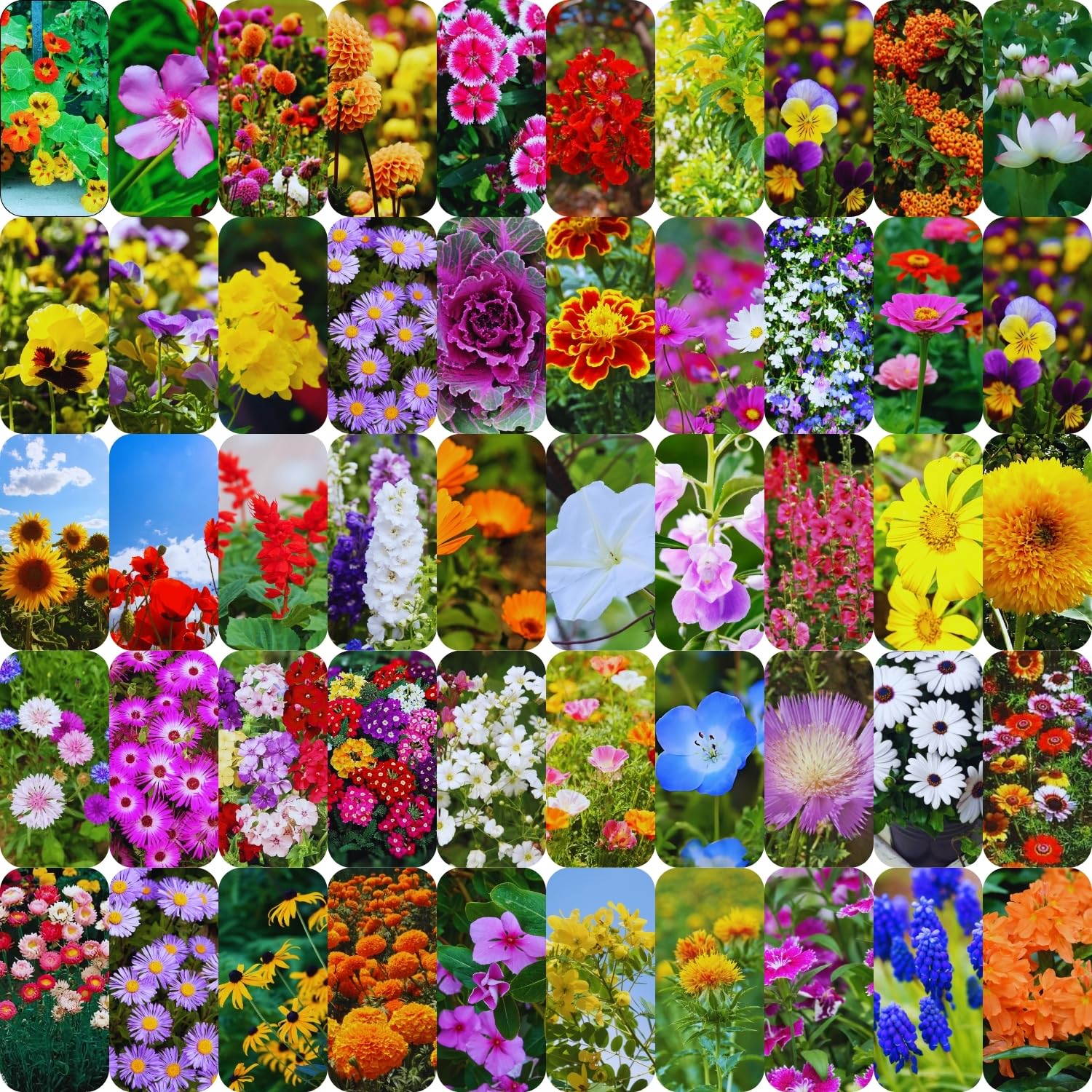 Beejhub-50 Variety of Flower Seeds| 2790+ Seeds| Good Germination Rate | Perfect for Kitchen And Home Gardening | Combo Pack| Grow All Season