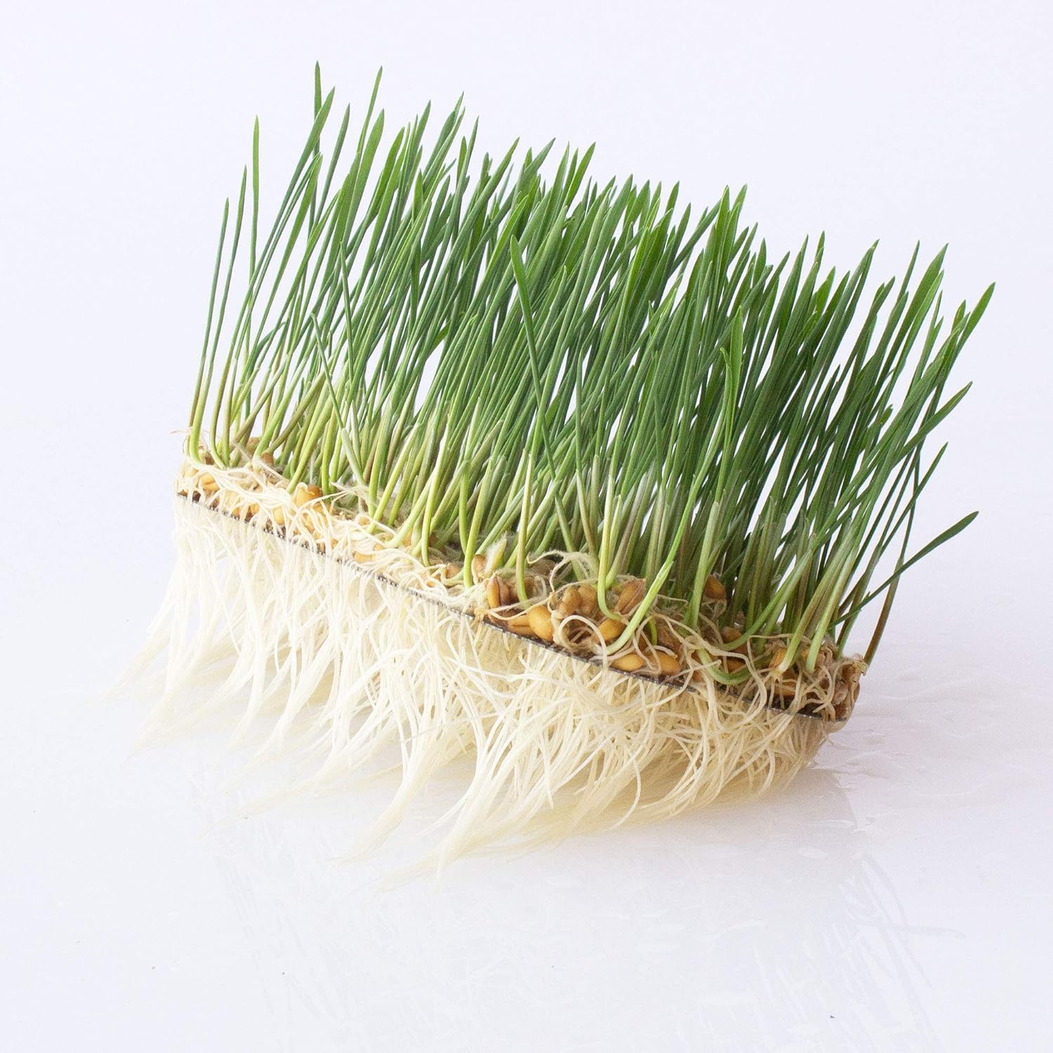 Stainless Steel Hydroponic Microgreens Growing Kit - 2 Pack - Infinitely Reusable Hydroponic Kit for Microgreen Seeds & Wheatgrass Seeds - Easy Soil-Free Sprouting System