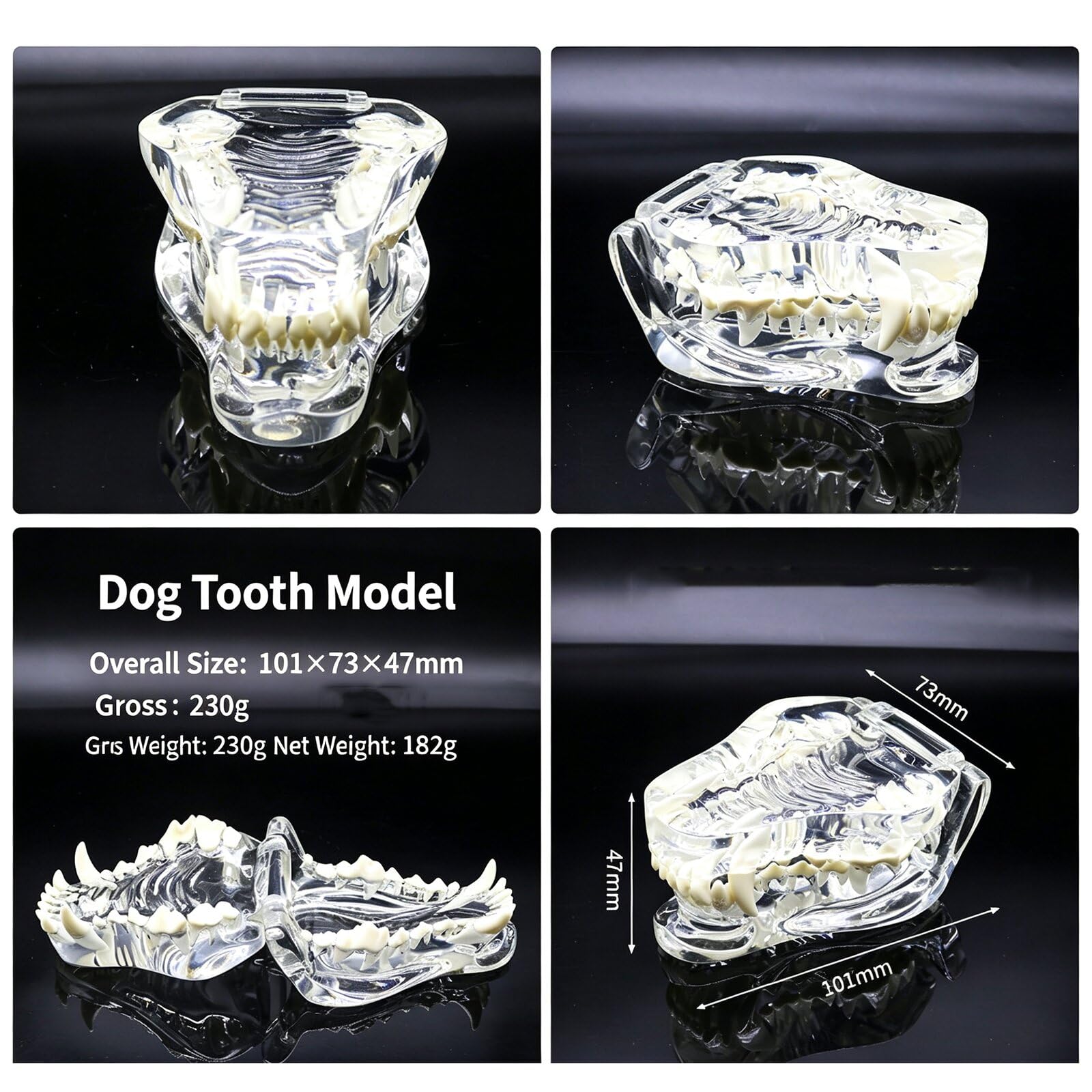 Modelo anatómico transparente para perro, gato, conejo, dientes, calavera, modelo anatómico, fisiología, educación, veterinaria, oficina, enseñanza, decoración