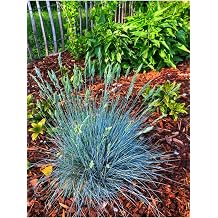 Gardenbox Mavi  im Festuca Glauca 25-45 cm Saks l  D  Mekan Bitkisi
