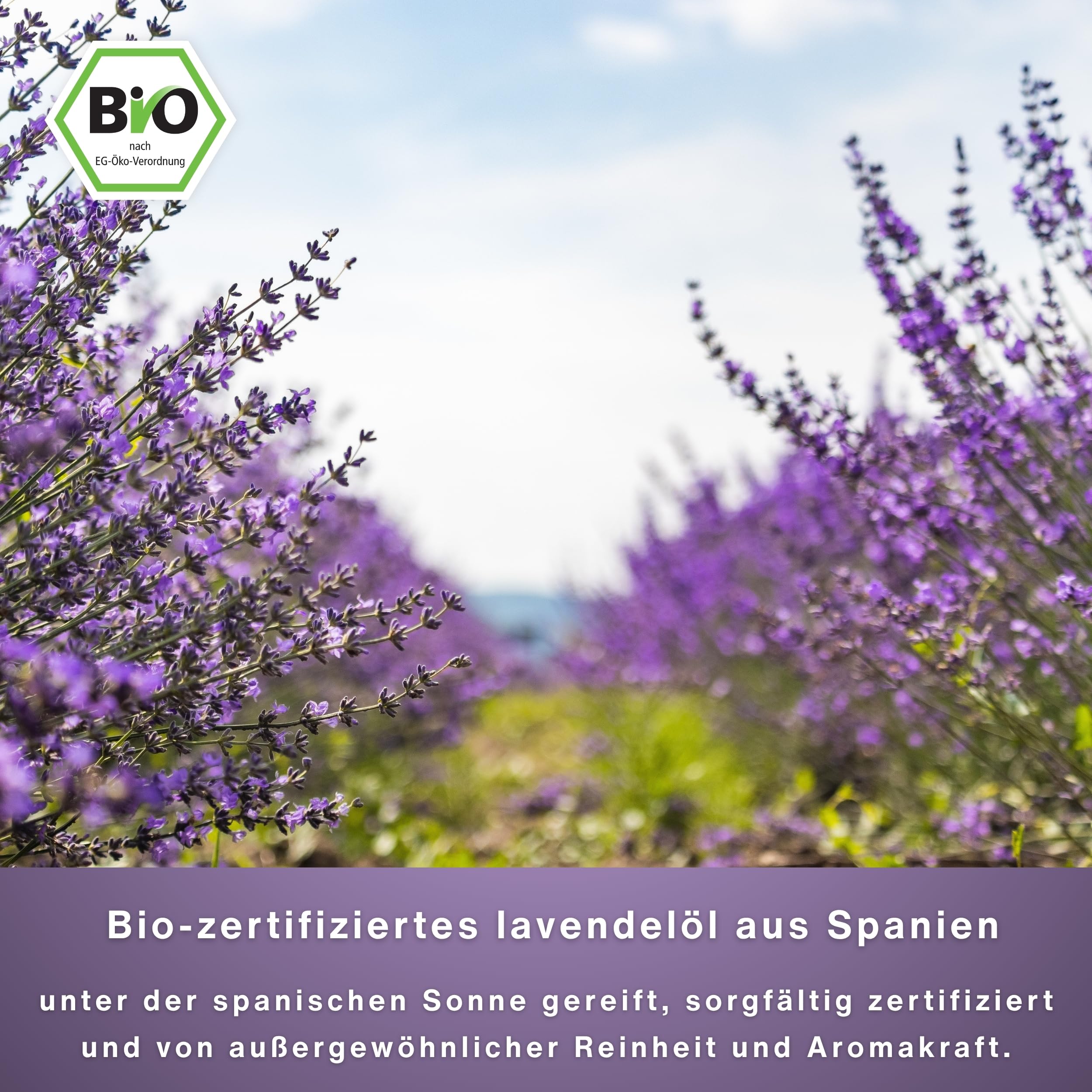 Bio Lavendelöl ätherisch 100% naturrein – 90ml Ätherisches Öl (Lavandula Angustifolia) für Diffuser, Aromatherapie & Raumduft – inkl. Stoffbeutel und Roll On Flasche (3er Pack)