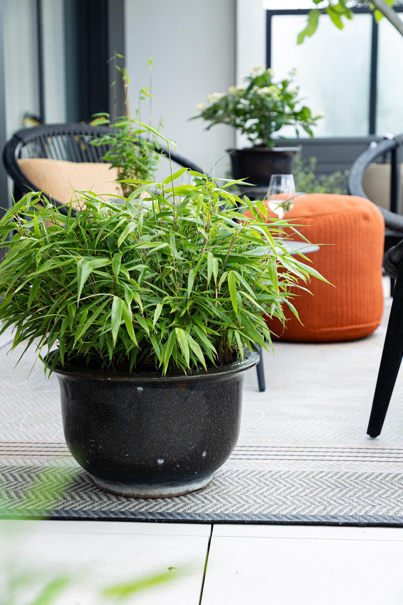 Green boutiQ - Bambou - Fargesia robusta Pingwu - Persistant - Non Envahissant - Vert - 12 Plantes - Pot 14cm - Hauteur 35cm