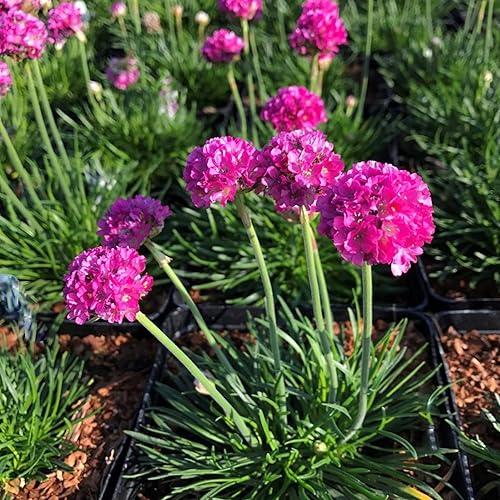 Miniatura 5 de YEGAOL Garden - Semillas de marítima de Armeria Maritima Sea, de bajo crecimiento, utilizadas en jardines de rocas, atraen abejas y mariposas,