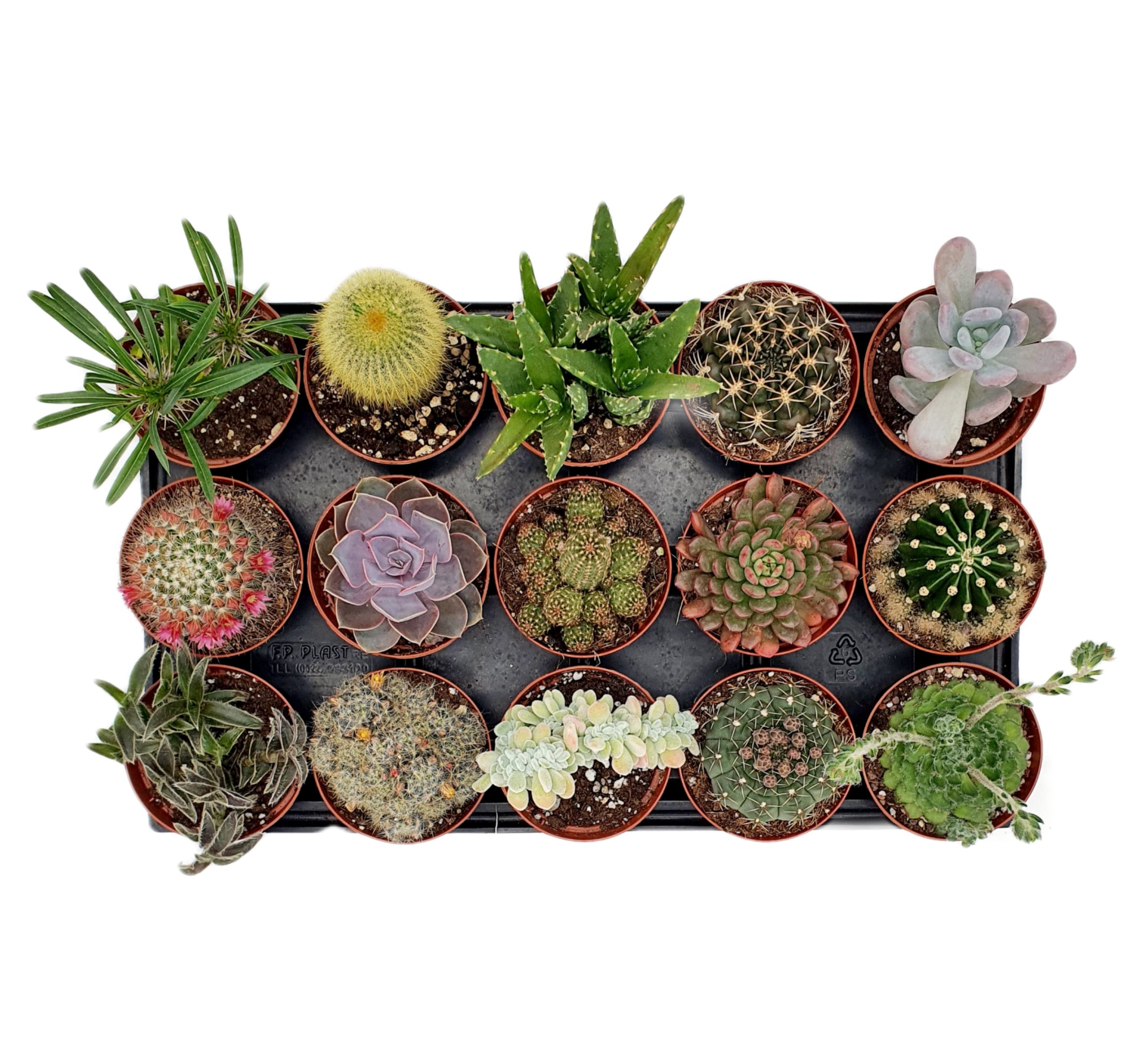 Box 15 Piante Grasse Vere Assortite in Vaso diametro 10 Collezione Mista di Succulente e Cactus