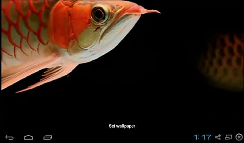 Real Arowana Live Wallpaper Amazon Com Appstore For Android