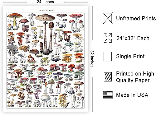 Miniatura 578 de Poster Master Póster vintage de orquídea, estampado de flores retro, arte de pared de plantas exóticas, arte botánico, regalo para hombres y