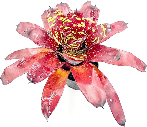 Miniatura 4 de ragnaroc Plantas de aire  Bromeliad Neoregelia Green Eye gigante de 16 pulgadas de ancho y 12 pulgadas de alto en maceta de 7 pulgadas 1 unidad