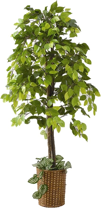 Amazon Co Jp 人工観葉植物 ベンジャミン ホーム キッチン