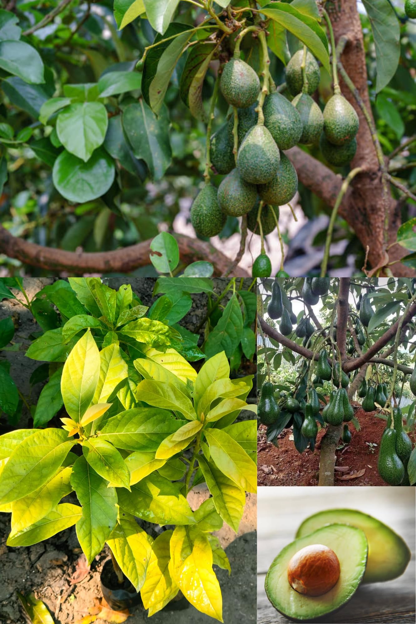 Zxxyanbi Live Avocado Fruit Plant (Height 1.5-2 Feet) Avocado
